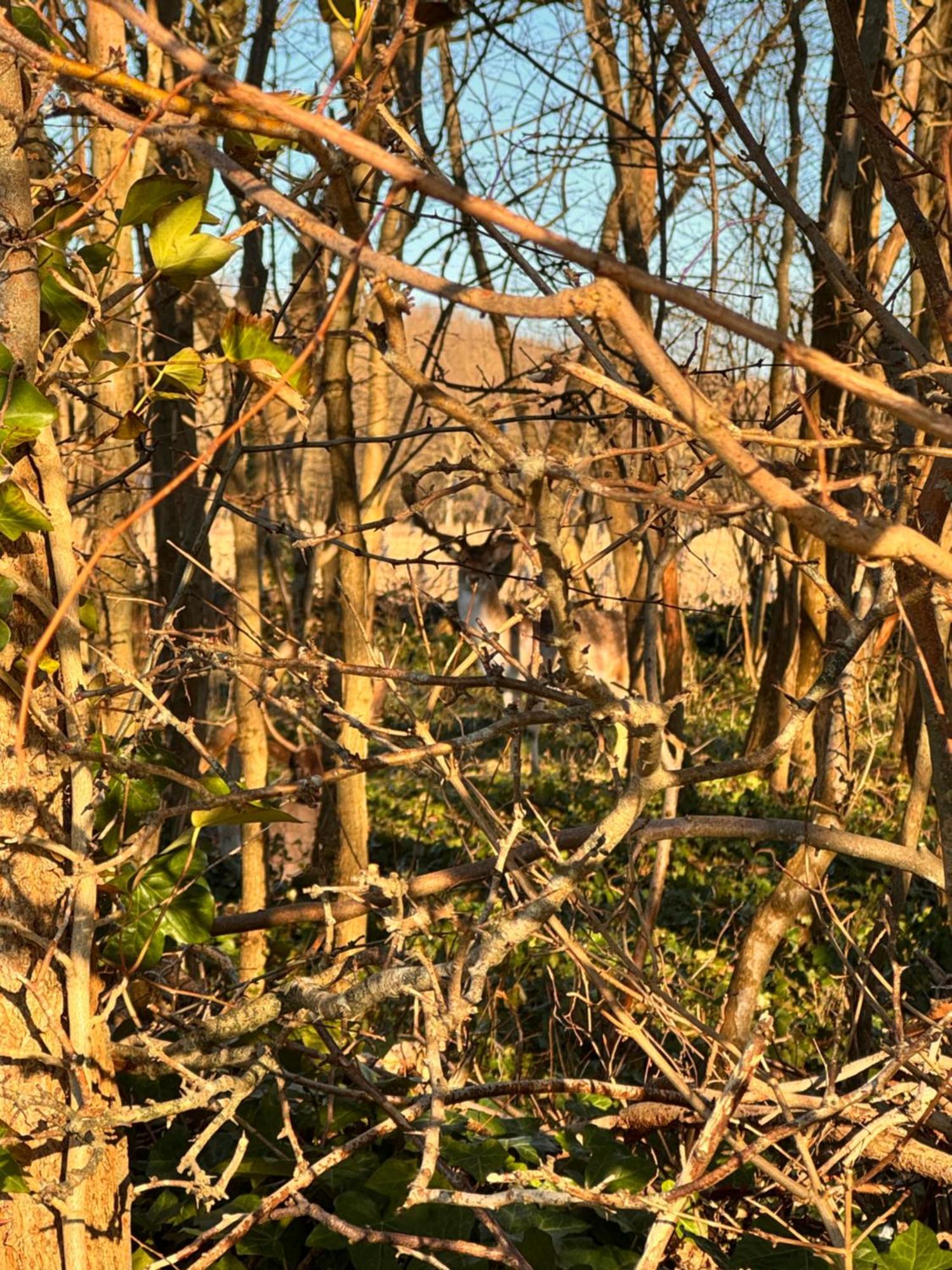 & Forest Retreat -domburg-